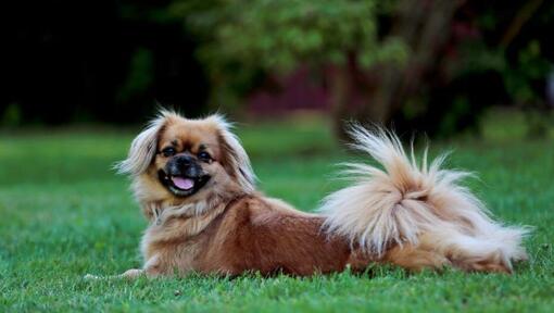 Tibetas spaniels guļ uz zāles