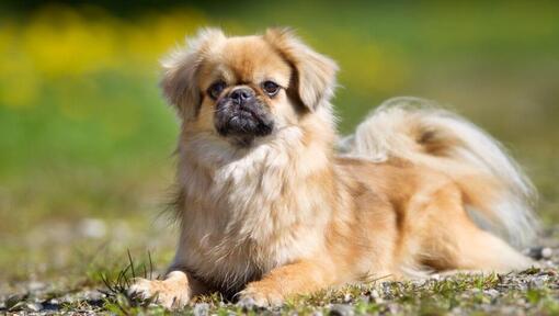 Tibetas spaniels guļ uz zāles un koncentrējās uz kaut ko