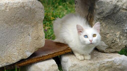 Turcijas van kaķis sēž dārzā