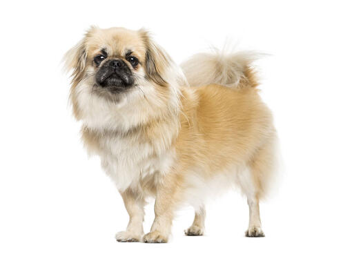 Tibetas spaniels
