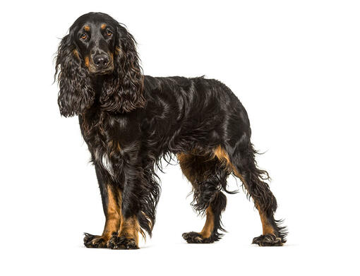 Fildspaniels