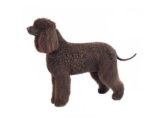 Īru ūdensspaniels