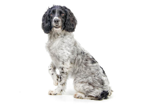 Spaniel (English Springer)