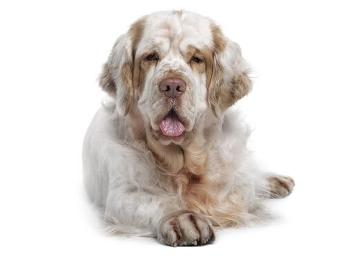 Klamberspaniels