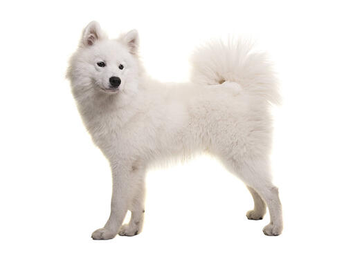 Samojeds