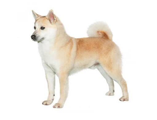 Norvēģu buhunds