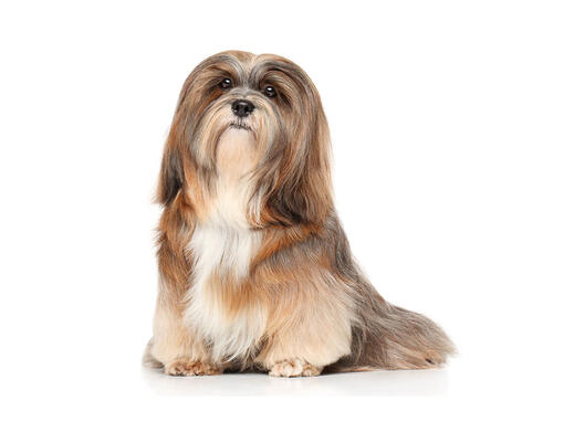 Lhasas apso