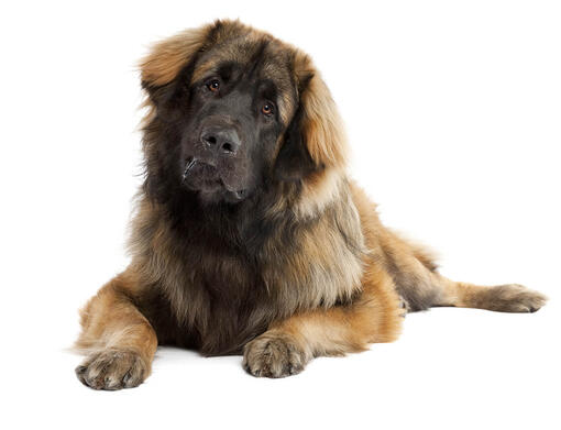 Leonbergers