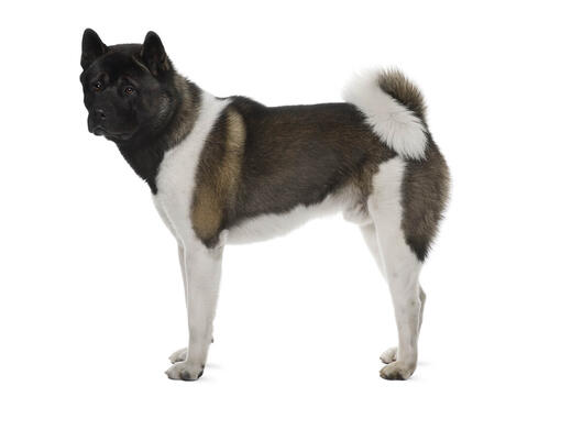 Japāņu akita