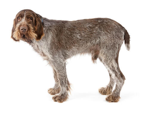 Itāļu spinone