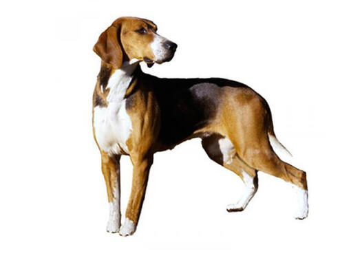 Hamiltona medību suns (Hamiltona dzinējsuns)