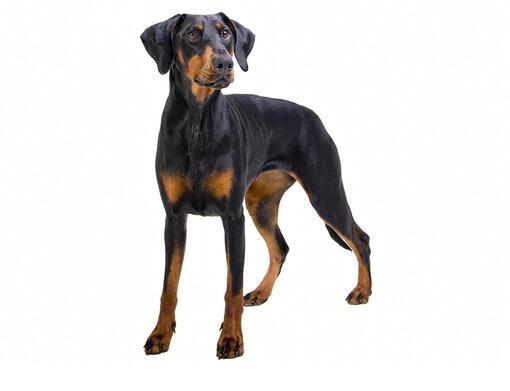 Dobermanis