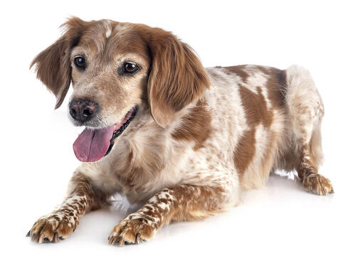 Bretaņas spaniels