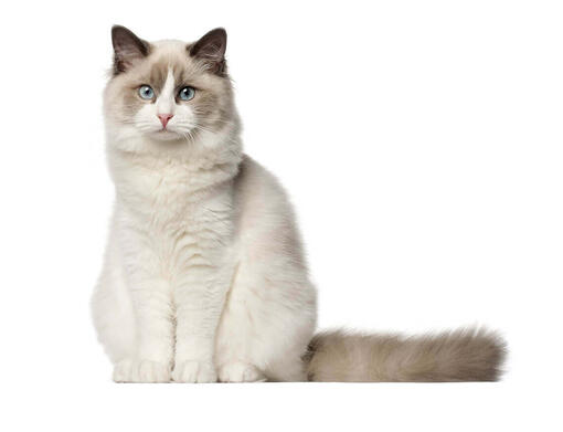 Krievu zilais kaķis