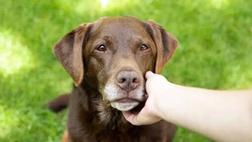 Labradors skatās uz saimnieku