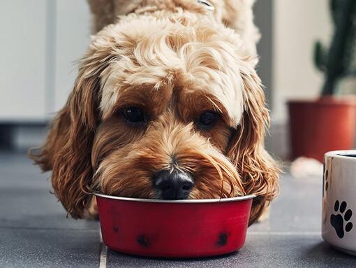 Suns ēd barību no sarkanas bļodas