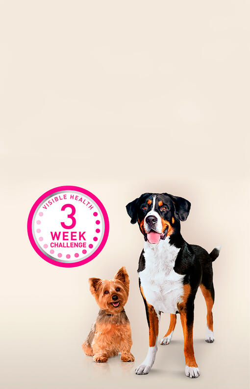 3 nedēļu izaicinājums logotips un suņi