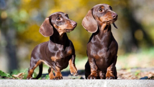 Dachshund (Smooth-Haired)