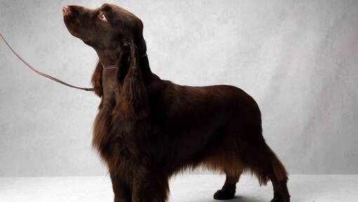 Fildspaniels