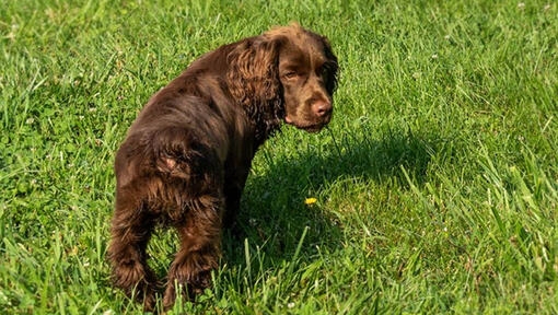 Saseksas spaniels