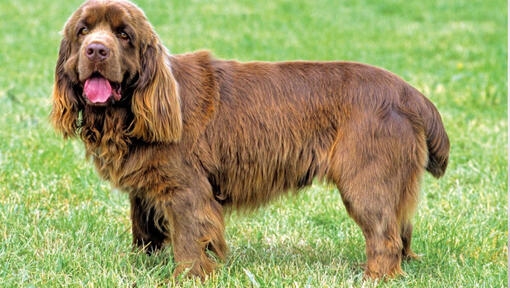 Saseksas spaniels