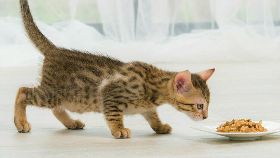 Kitten Teething Advice1 Brūns kaķēns šņauc šķīvi ar ēdienu