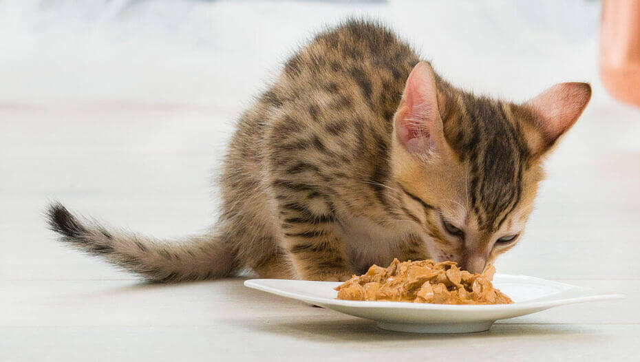 Wet or dry cat food 1 ingvera pūkains kaķis ēd no bļodas